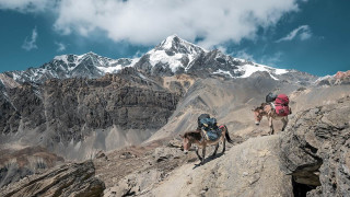 Two donkeys carry climbing gear through rough terrain with high snowy mountain peaks in the background.